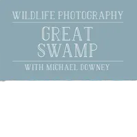 Wildlife Photography at the New Jersey Great Swamp 0