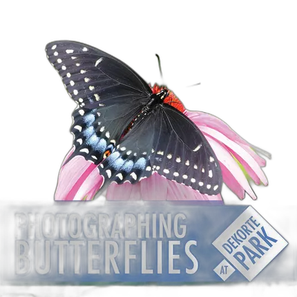 Photographing Butterflies at DeKorte Park with Michael Downey
