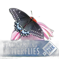 Photographing Butterflies at DeKorte Park with Michael Downey 0