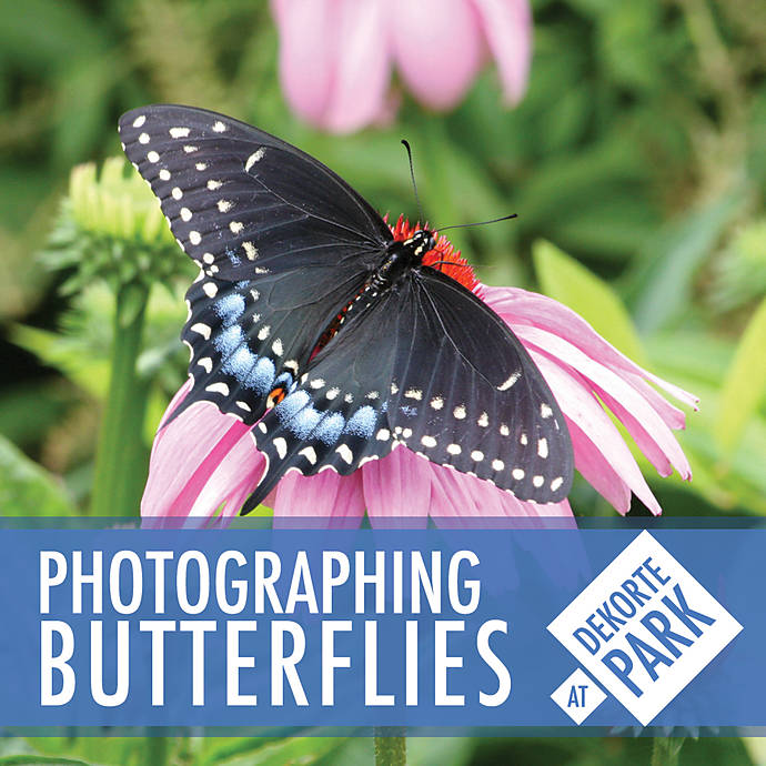 Photographing Butterflies at DeKorte Park with Michael Downey
