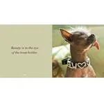 Pet Photography Crash Course and Book Signing with Andrew Darlow 4
