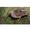 Wildlife at DeKorte Park and Pontoon Excursion with Roman Kurywczak