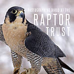 Photographing Birds at The Raptor Trust