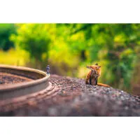 Wildlife and Nature Photography Field Day with Bobby Stormer (Sony) 5