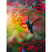 Wildlife and Nature Photography Field Day with Bobby Stormer (Sony) 10