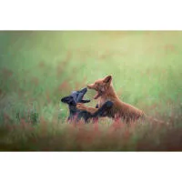 Capturing the Wild: A Masterclass in Wildlife Photography 1