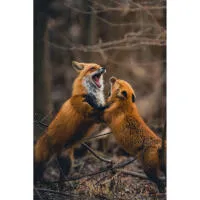 Capturing the Wild: A Masterclass in Wildlife Photography 2