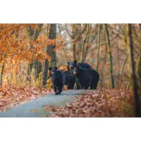 Capturing the Wild: A Masterclass in Wildlife Photography 5