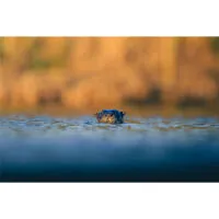 Capturing the Wild: A Masterclass in Wildlife Photography 6