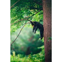 Capturing the Wild: A Masterclass in Wildlife Photography 7