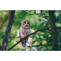 Capturing the Wild: A Masterclass in Wildlife Photography 8