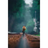 Capturing the Wild: A Masterclass in Wildlife Photography 10