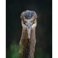 Bird and Wildlife Photowalk at DeKorte Park with Bobby Stormer (Sony) 1