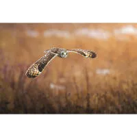EXPO: Portfolio Reviews with Bobby Stormer 8