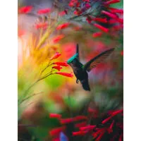 EXPO: Portfolio Reviews with Bobby Stormer 10