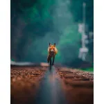 EXPO: Photographing Foxes with Bobby Stormer 3