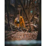 EXPO: Photographing Foxes with Bobby Stormer 4