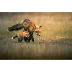 EXPO: Photographing Foxes with Bobby Stormer 6