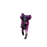 EXPO: Disc Dogs in Action with Anabel DFlux (Sigma) 4