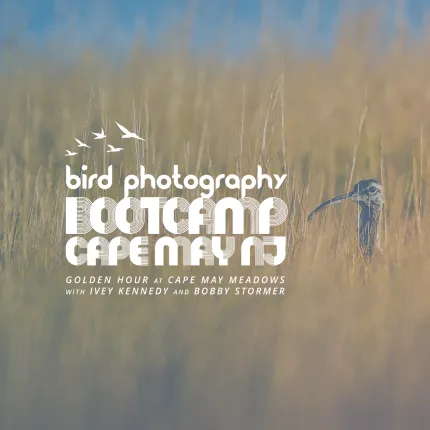 Bird Photography Bootcamp: Golden Hour Migration at Cape May Meadows