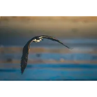 Bird Photography Bootcamp: Golden Hour Migration at Cape May Meadows 1