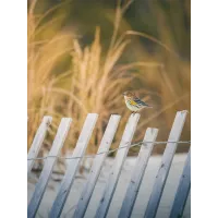 Bird Photography Bootcamp: Golden Hour Migration at Cape May Meadows 2
