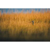 Bird Photography Bootcamp: Golden Hour Migration at Cape May Meadows 4
