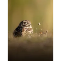 Bird Photography Bootcamp: Golden Hour Migration at Cape May Meadows 7