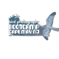 Bird Photography Bootcamp: Welcome to the Atlantic Flyway 0