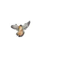 Bird Photography Bootcamp: Welcome to the Atlantic Flyway 4