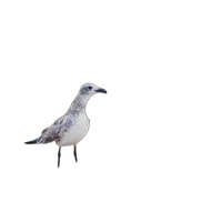 Bird Photography Bootcamp: Welcome to the Atlantic Flyway 8