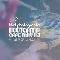 Bird Photography Bootcamp: Welcome to the Atlantic Flyway 0