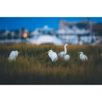 Bird Photography Bootcamp: Welcome to the Atlantic Flyway 7