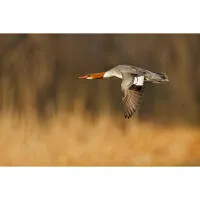 Bird Photography Bootcamp: Tips for Birds in Flight with Melissa Groo 2