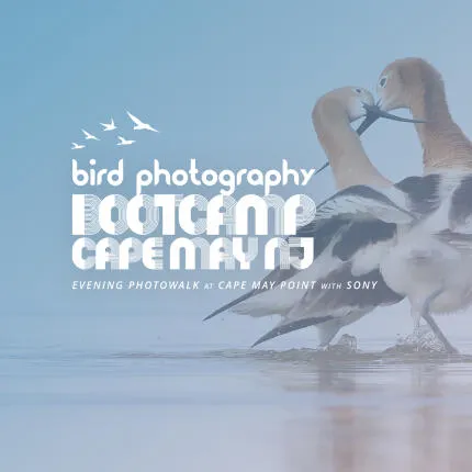 Bird Photography Bootcamp: Golden Hour Migration at Cape May Point