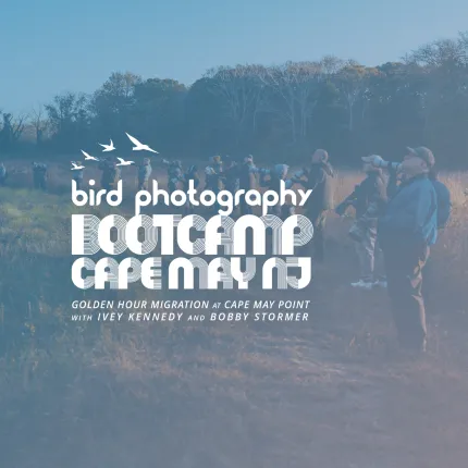 Bird Photography Bootcamp: Golden Hour Migration at Cape May Point