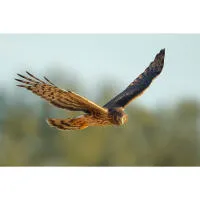 Bird Photography Bootcamp: Golden Hour Migration at Cape May Point 1