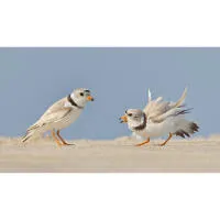 Bird Photography Bootcamp: Golden Hour Migration at Cape May Point 4