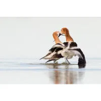 Bird Photography Bootcamp: Golden Hour Migration at Cape May Point 6