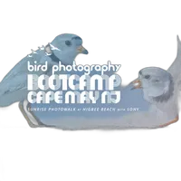 Bird Photography Bootcamp: Sunrise Migration at Higbee Beach 0