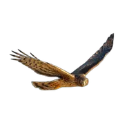 Bird Photography Bootcamp: Sunrise Migration at Higbee Beach 1
