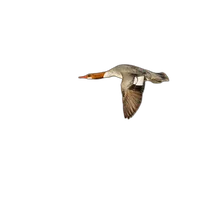 Bird Photography Bootcamp: Sunrise Migration at Higbee Beach 2