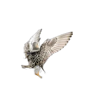 Bird Photography Bootcamp: Sunrise Migration at Higbee Beach 7