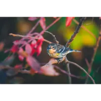 Bird Photography Bootcamp: Sunrise at Higbee Beach with Bobby Stormer 1