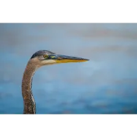 Bird Photography Bootcamp: Sunrise at Higbee Beach with Bobby Stormer 8