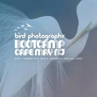 Bird Photography Bootcamp: How I Turned This Into a Career with Melissa Groo 0