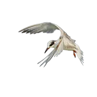 Bird Photography Bootcamp: How I Turned This Into a Career with Melissa Groo 3