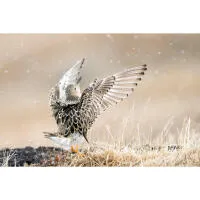 Bird Photography Bootcamp: How I Turned This Into a Career with Melissa Groo 7