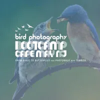 Bird Photography Bootcamp: From Birds to Butterflies with Ken Hubbard 0
