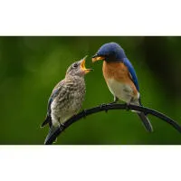 Bird Photography Bootcamp: From Birds to Butterflies with Ken Hubbard 3